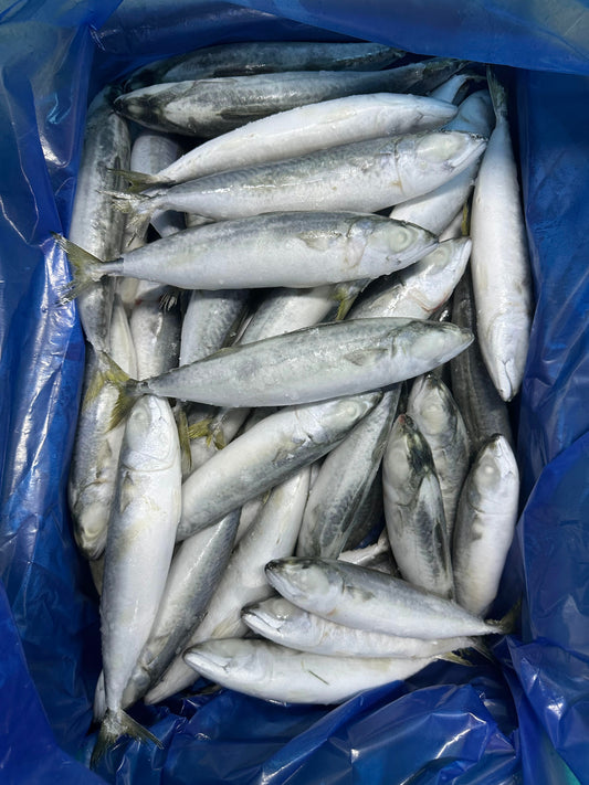 Frozen Pacific Mackerel 60/80