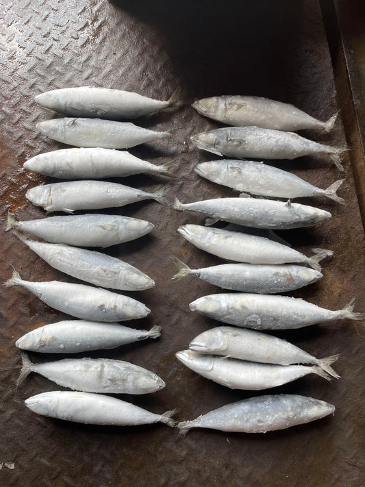 Frozen Pacific Mackerel 18/20