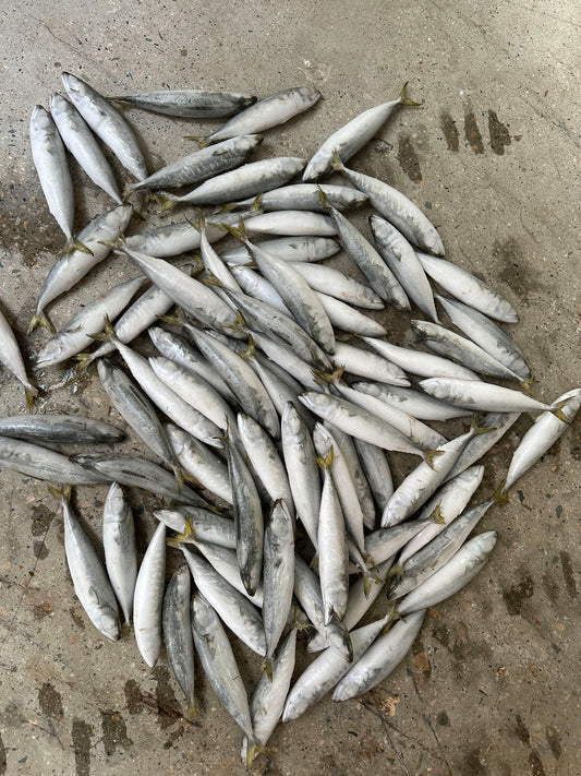 Frozen Pacific Mackerel 80/100 AA
