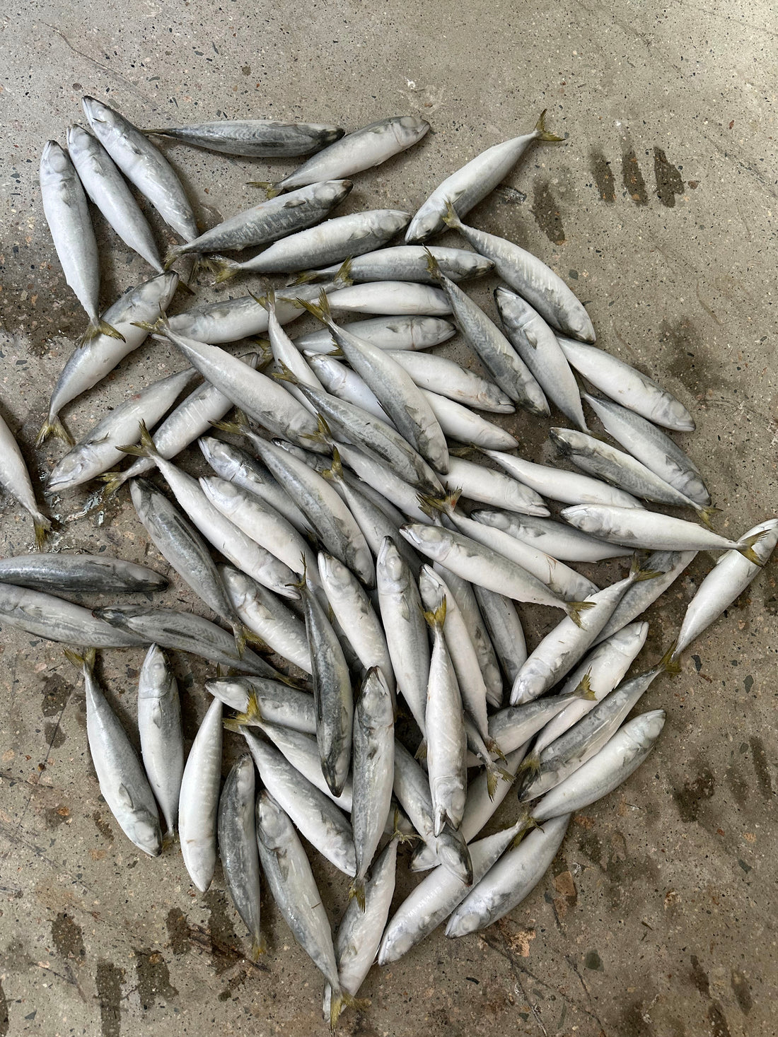 Frozen Pacific Mackerel 80/100