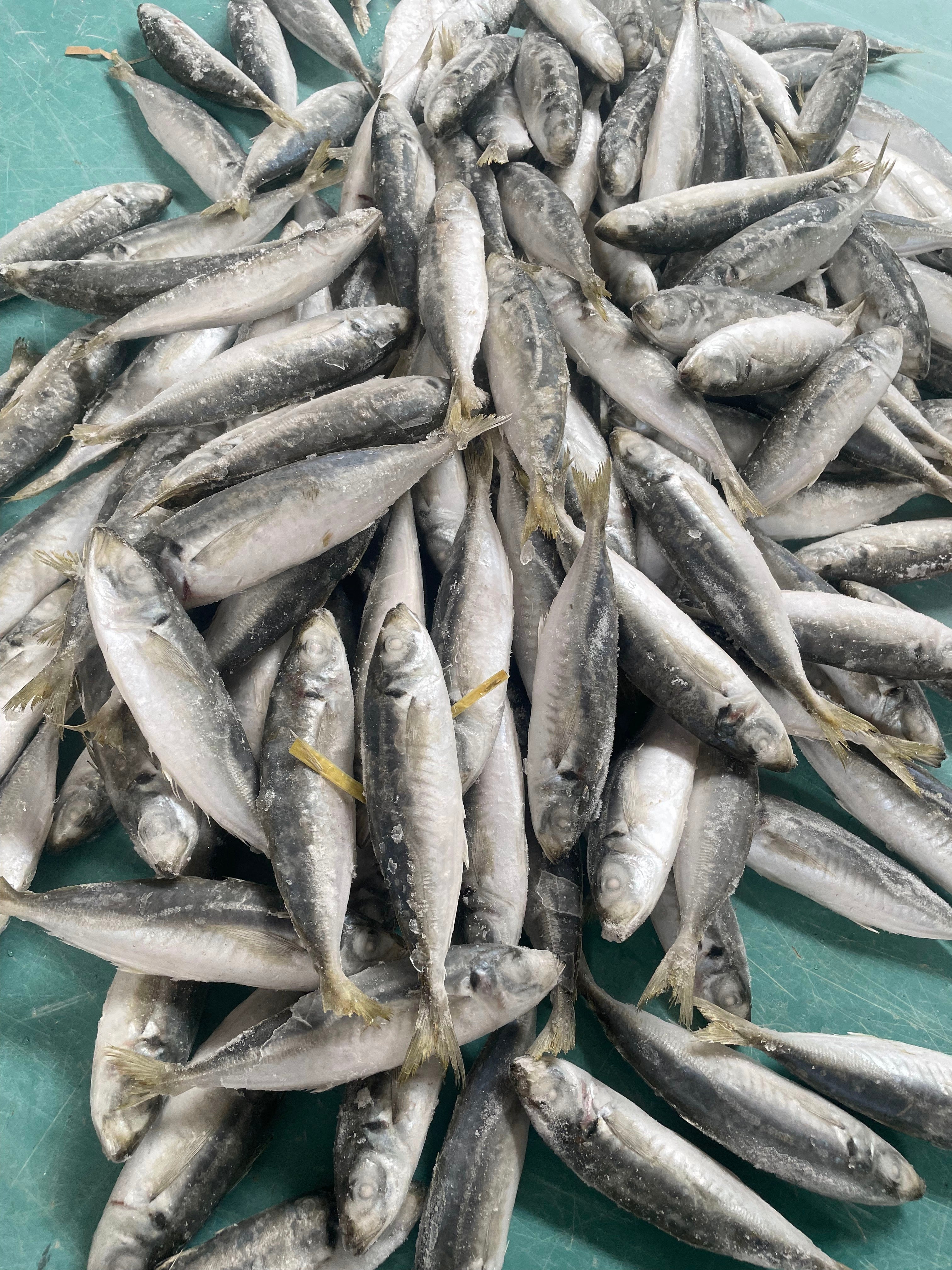 Frozen Round Scad 140/160 – OCEANSEAL FOOD