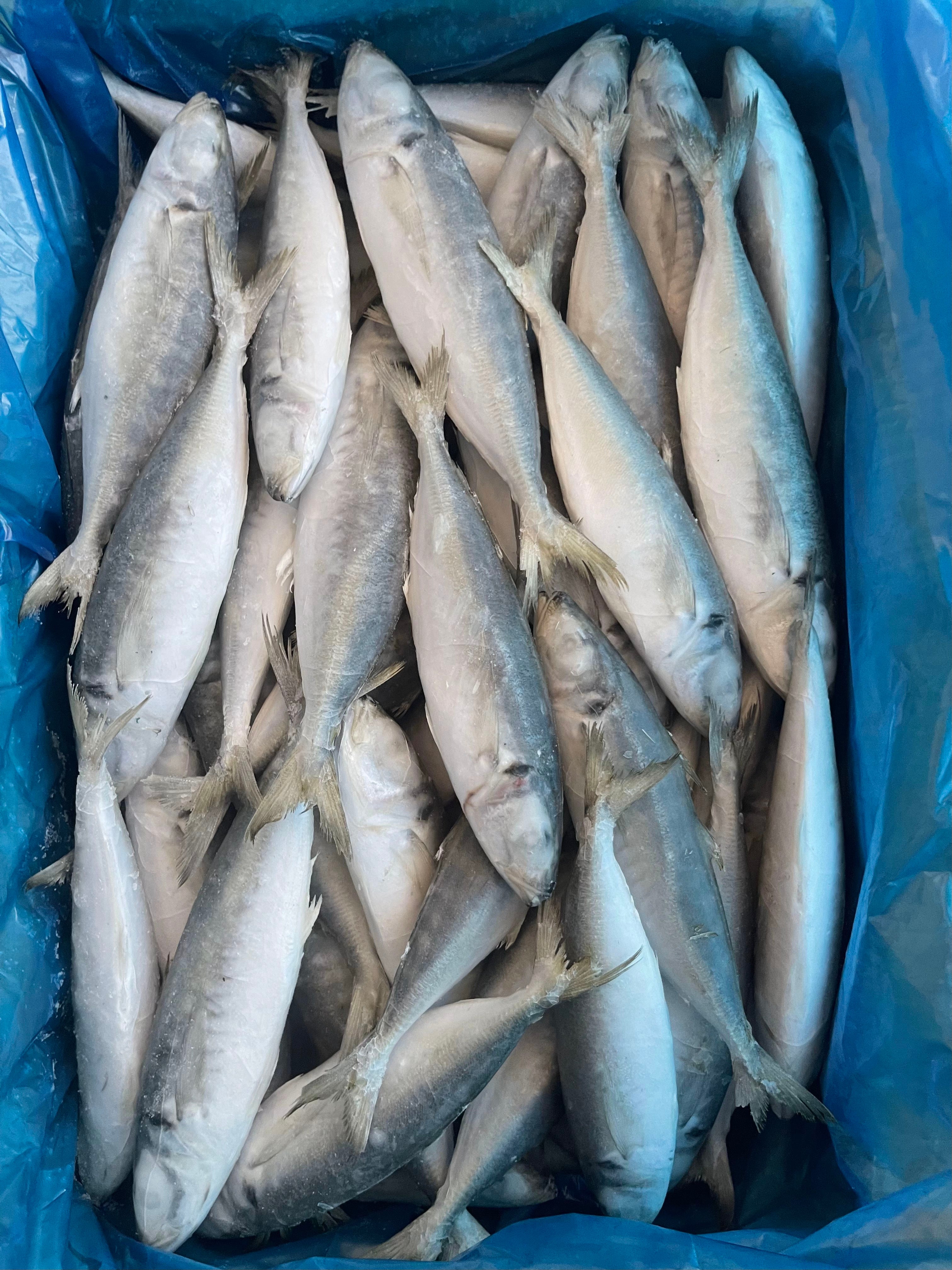 Frozen Round Scad 60/80 – OCEANSEAL FOOD