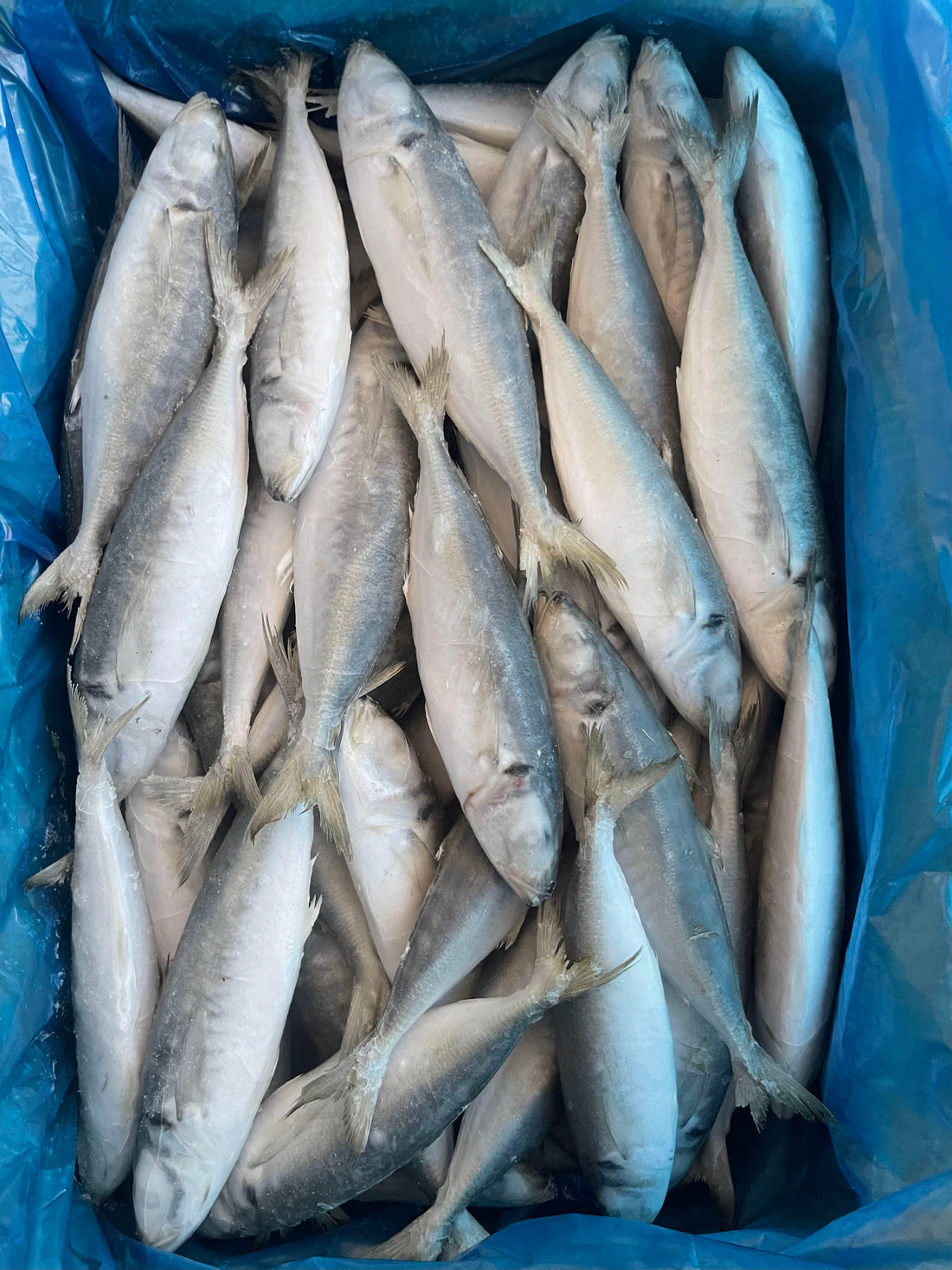 Frozen Round Scad 60/80