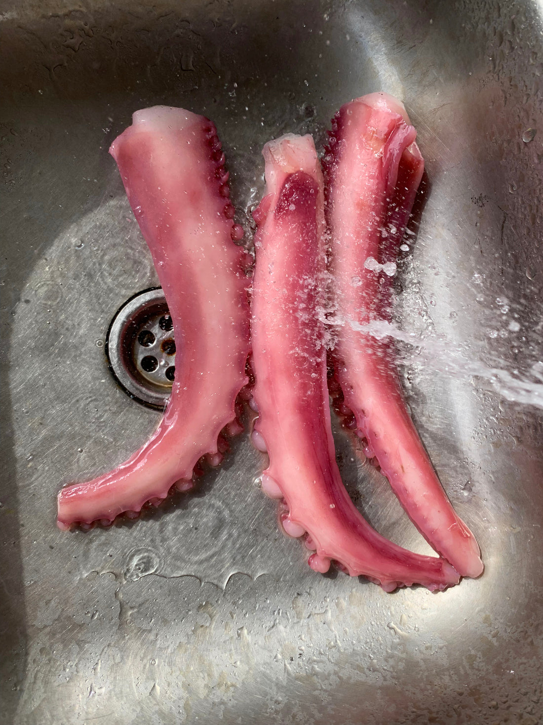 Frozen Squid Tentacle