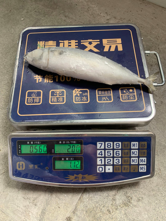 Frozen Pacific Mackerel 18/22