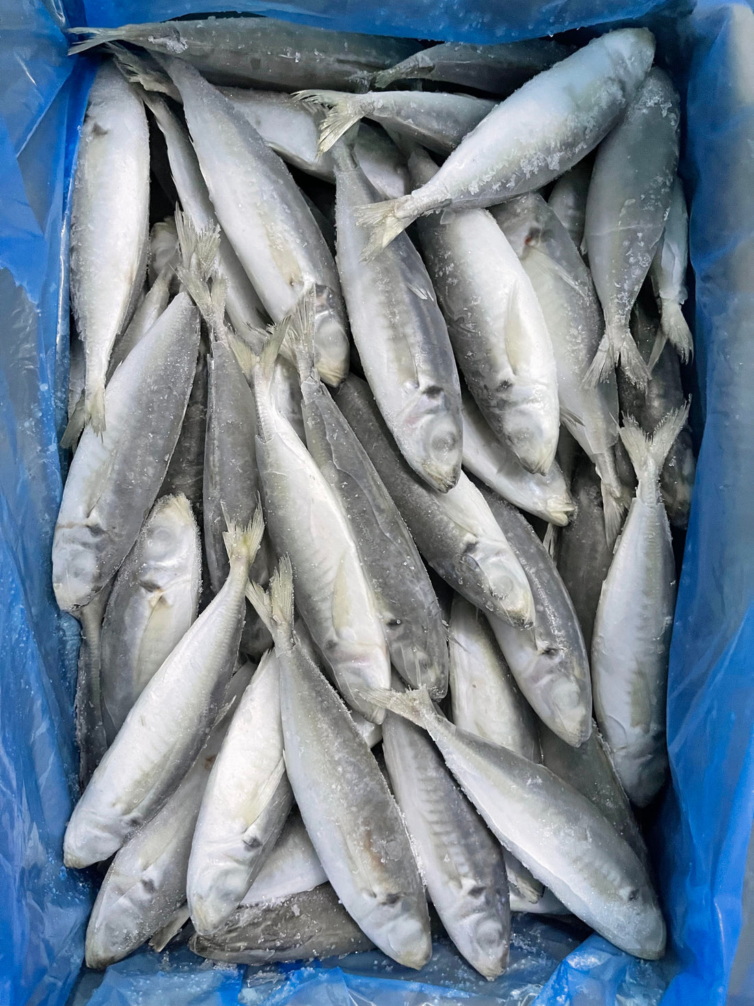 Frozen Round Scad 100/120