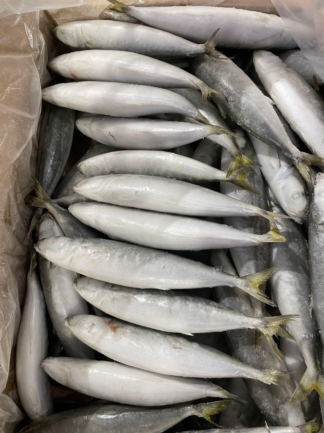 Frozen Layang Scad 60/80