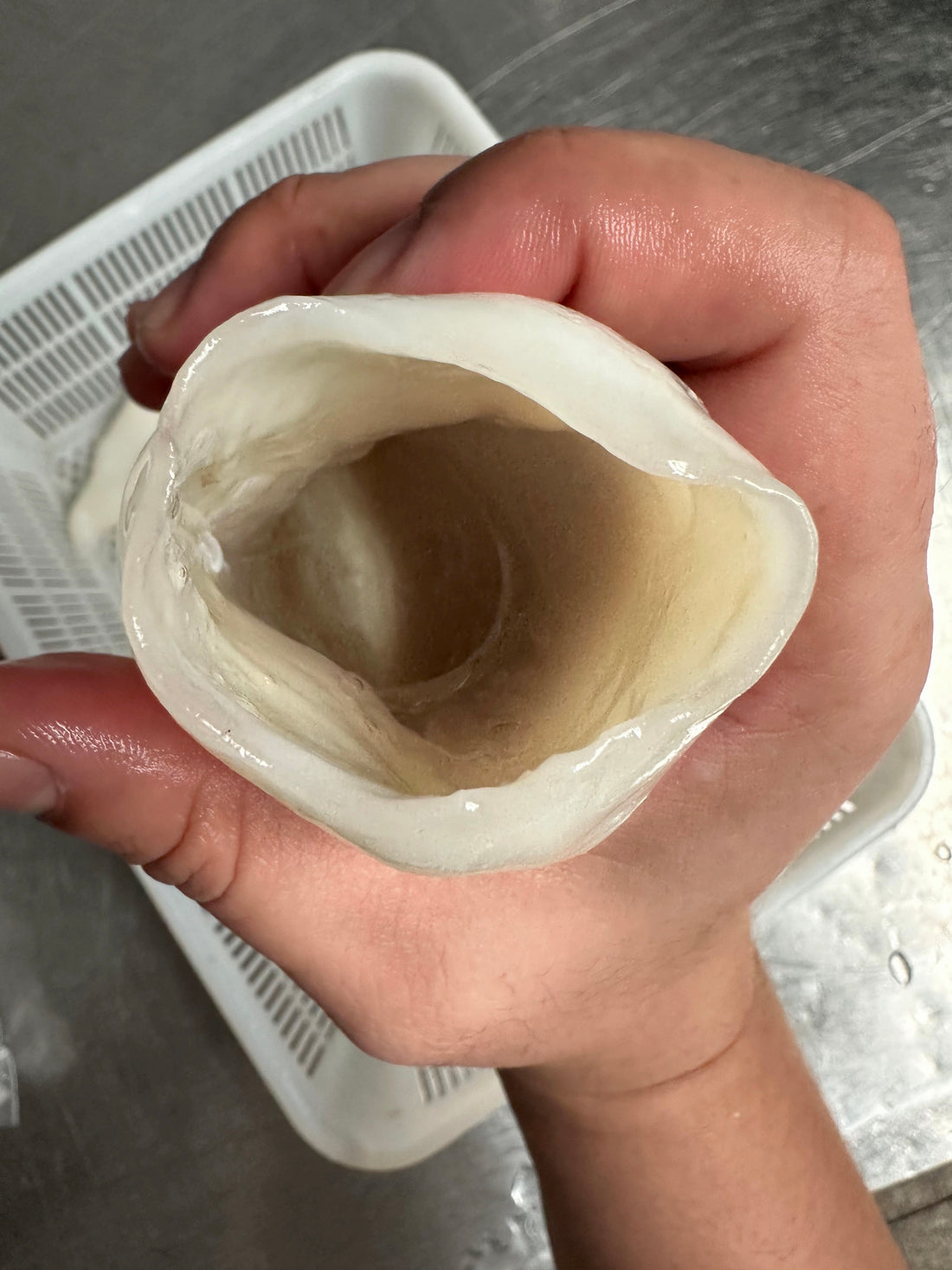 Frozen Squid Tube