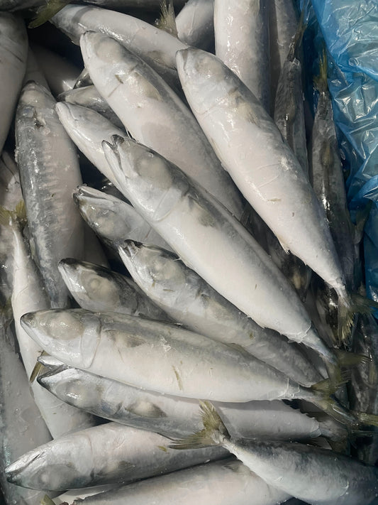 Frozen Pacific Mackerel 80/100 AA