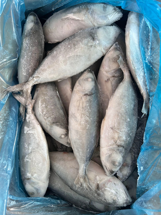 Frozen Big Eye Scad 20/40