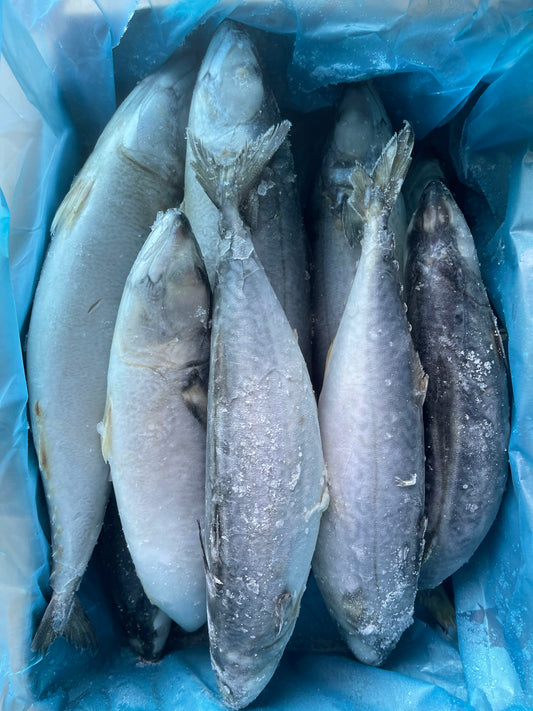 Frozen Pacific Mackerel 10/15