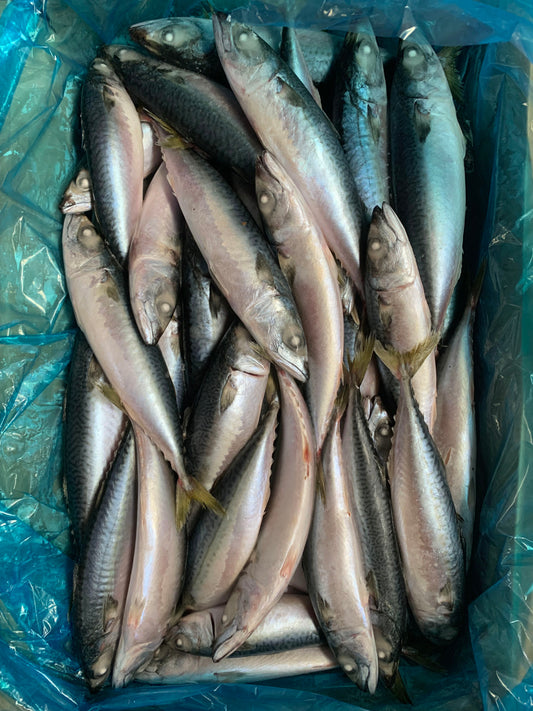 Sea Frozen Pacific Mackerel BQF