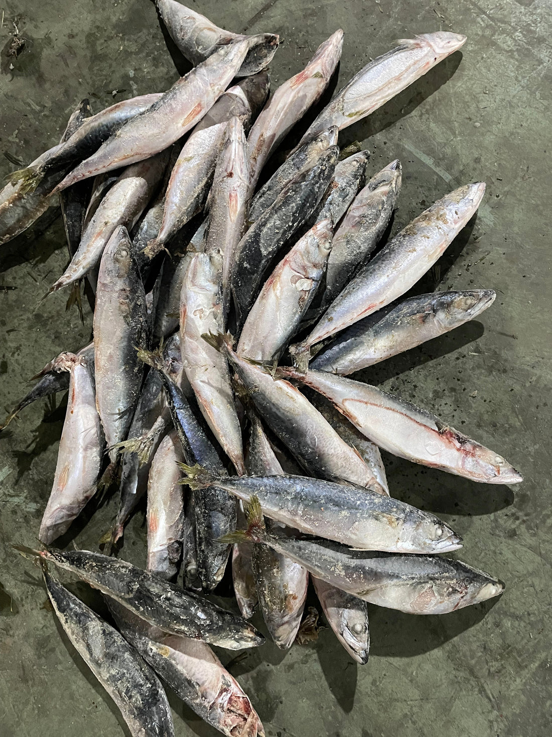 Frozen Pacific Mackerel 200/300g