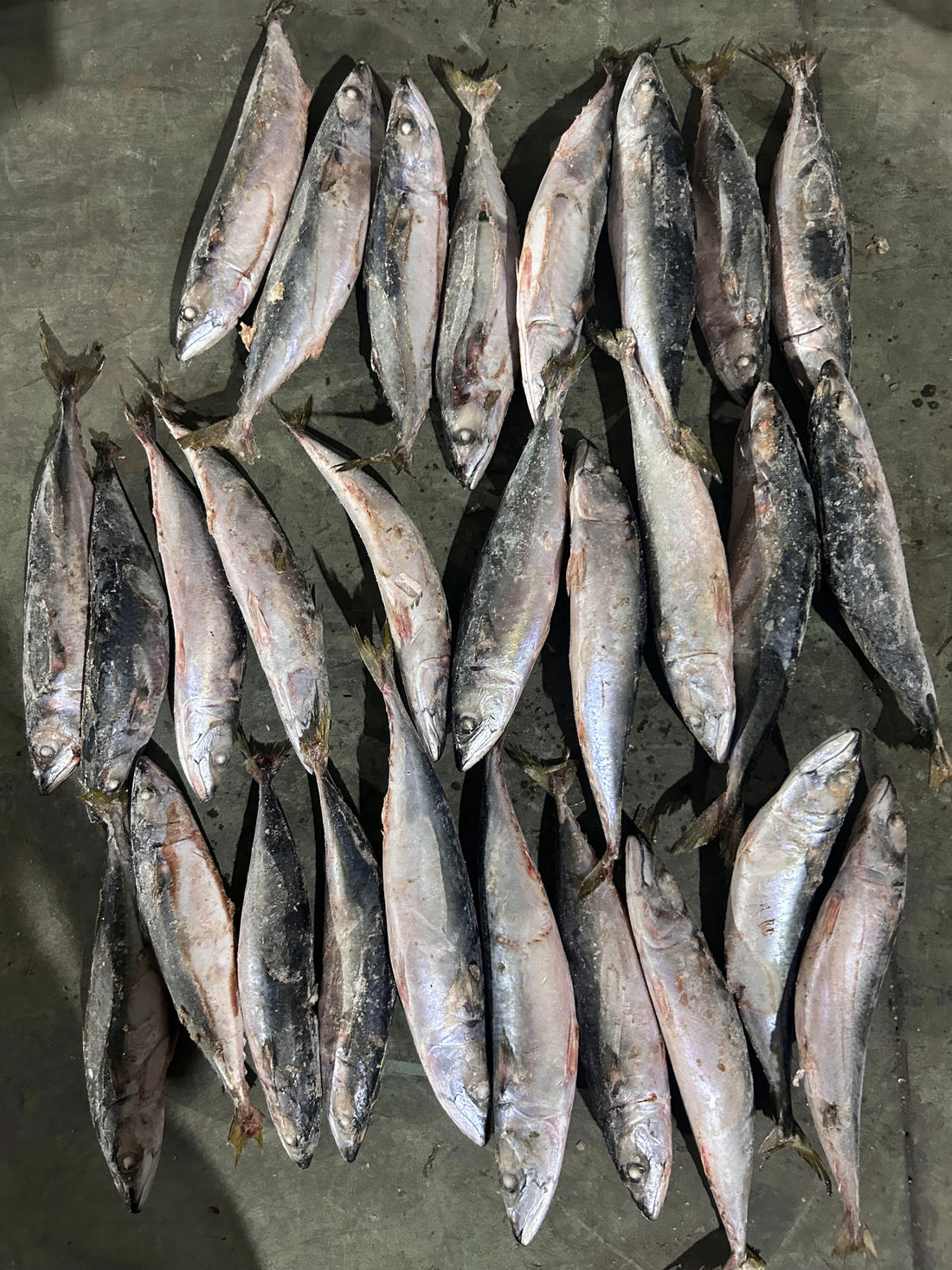 Frozen Pacific Mackerel 300/500g