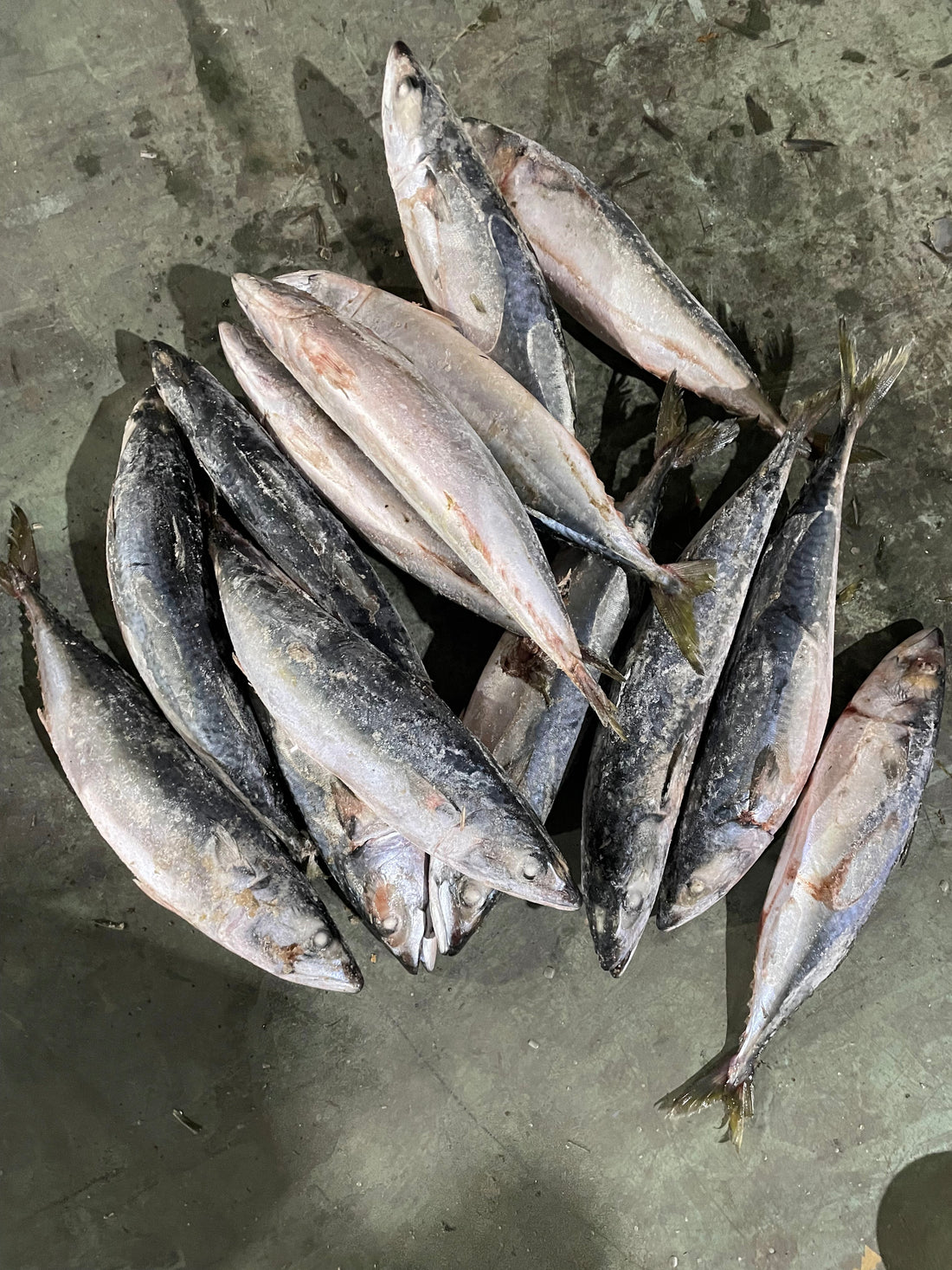 Frozen Pacific Mackerel 700+g