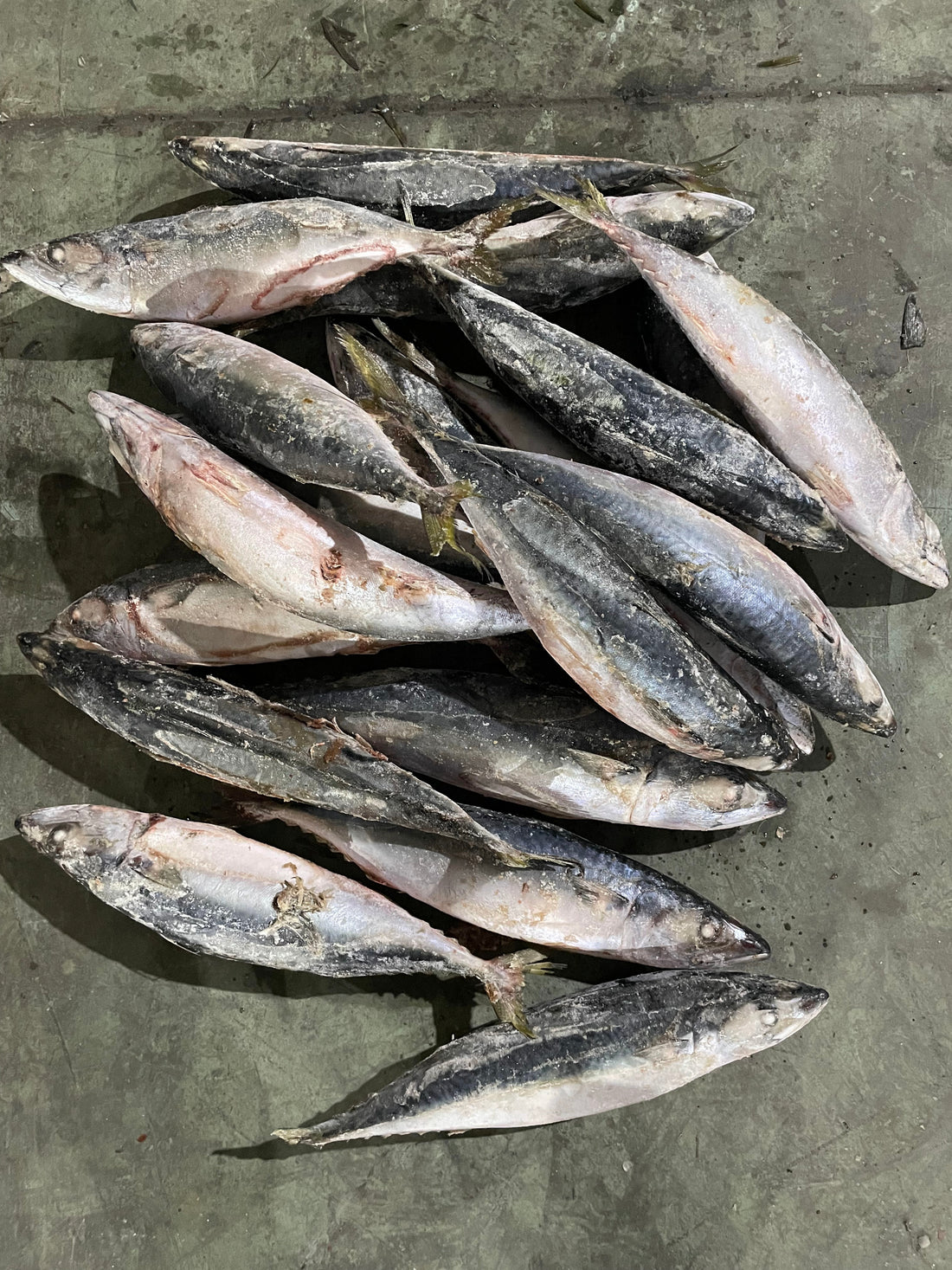 Frozen Pacific Mackerel 500/700g