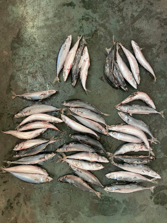 Frozen Pacific Mackerel 36/40