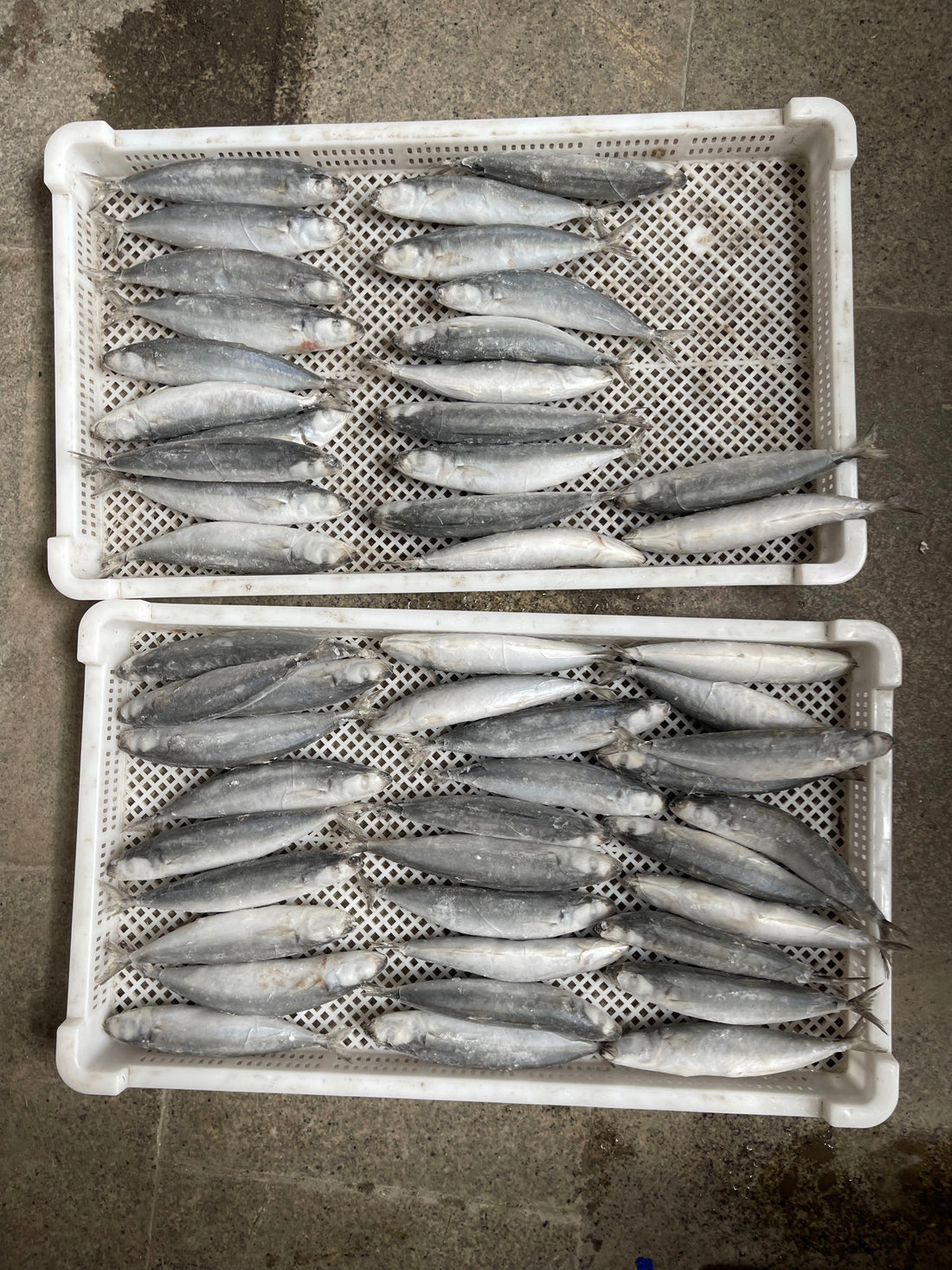 Frozen Pacific Mackerel 50/60
