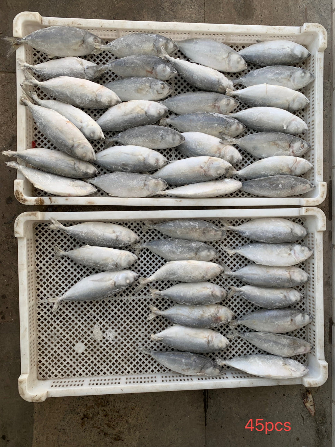 Frozen Big Eye Scad 40/60