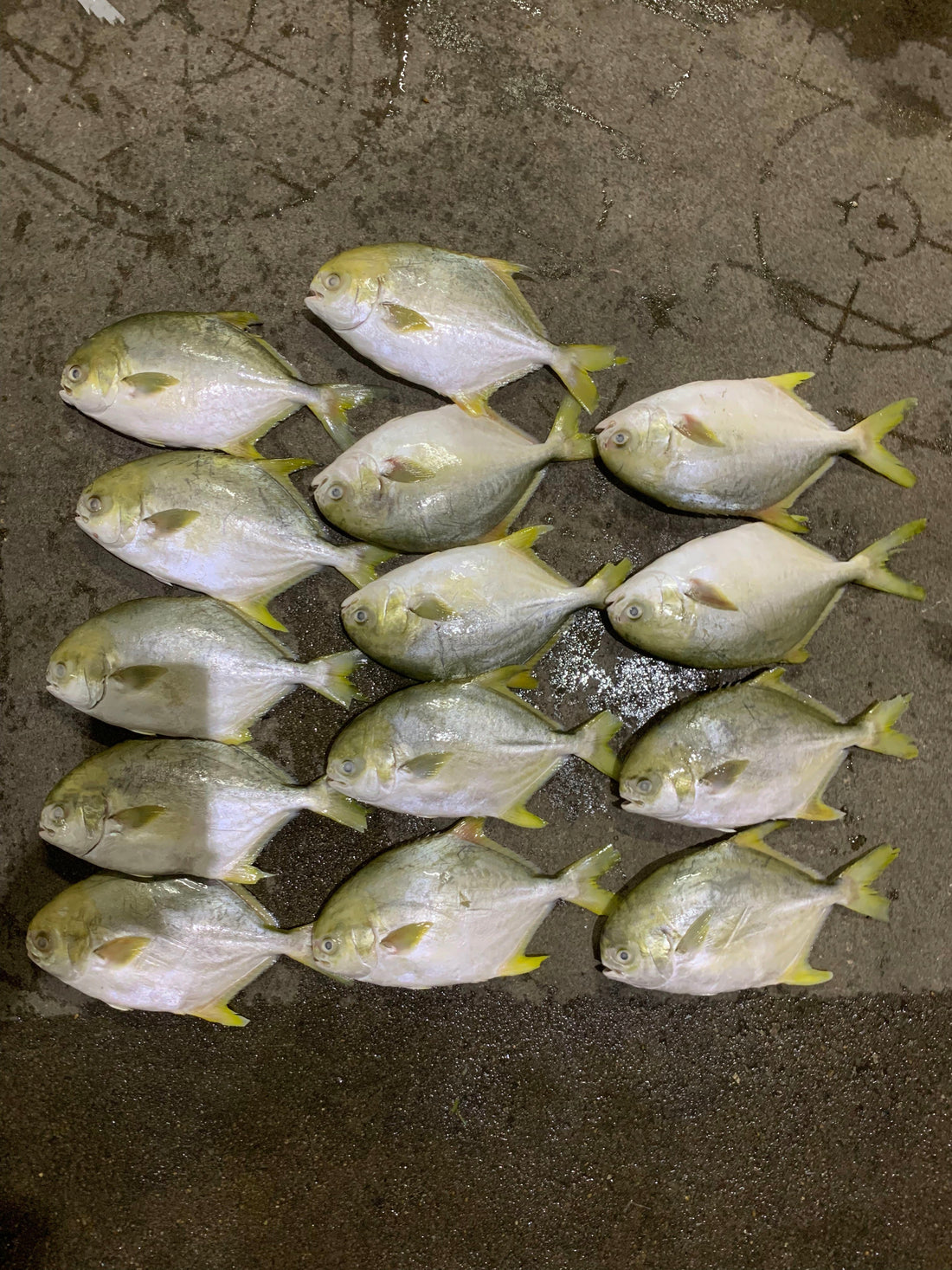 Frozen Golden Pompano/pomfret 400/500g