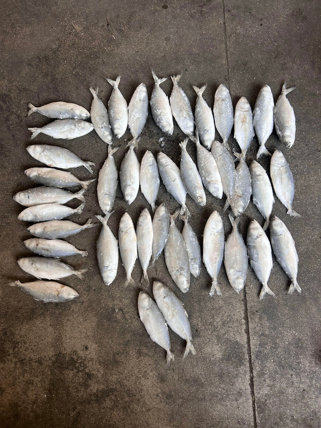 Frozen Big Eye Scad 40/60