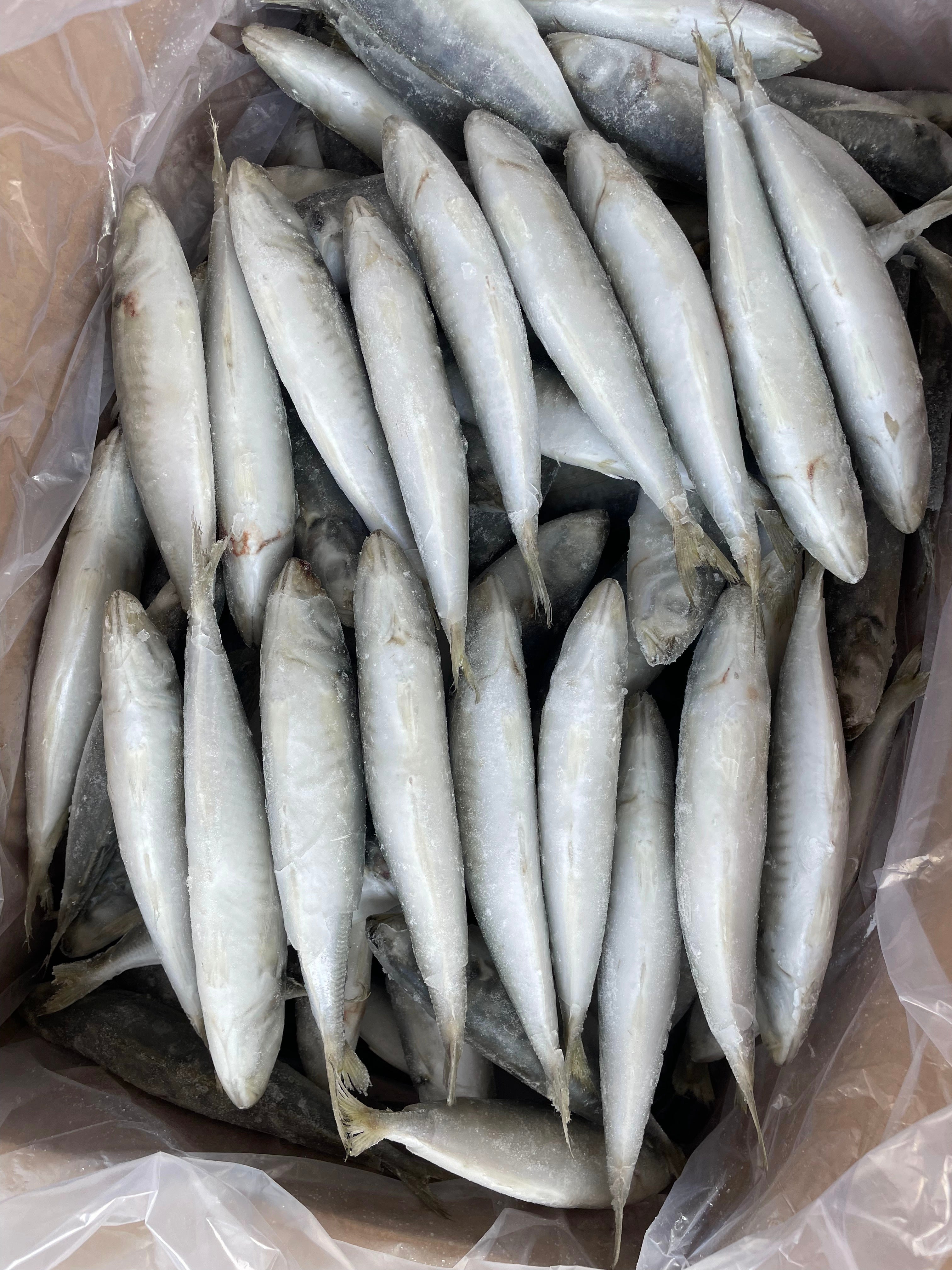 Frozen Round Scad 100/120 – OCEANSEAL FOOD