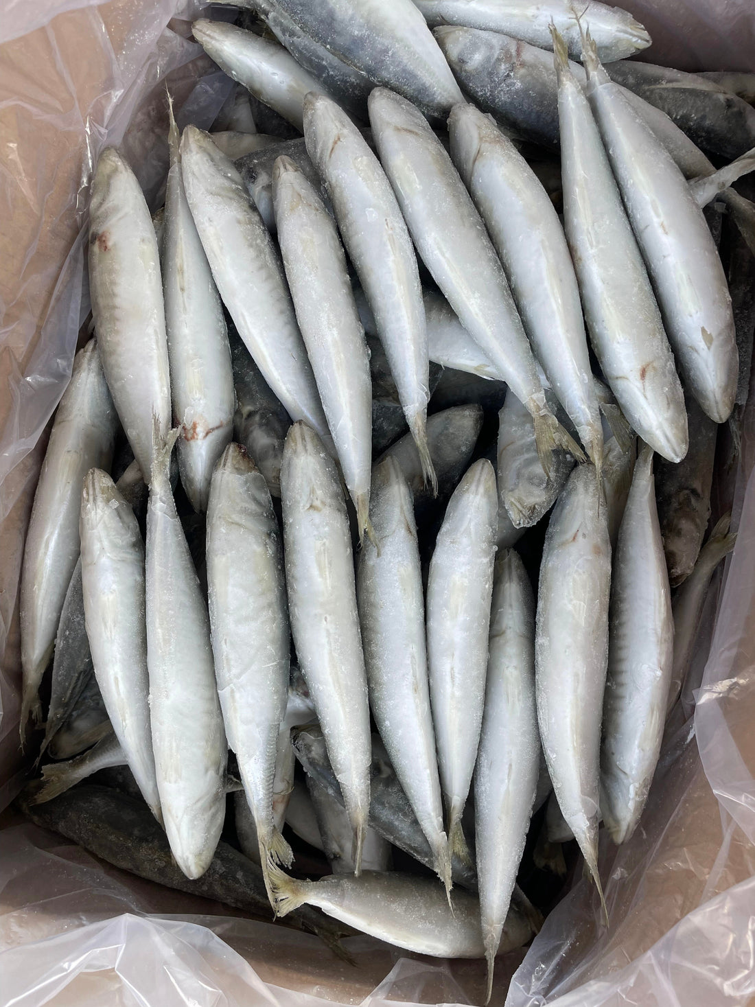 Frozen Round Scad 100/120