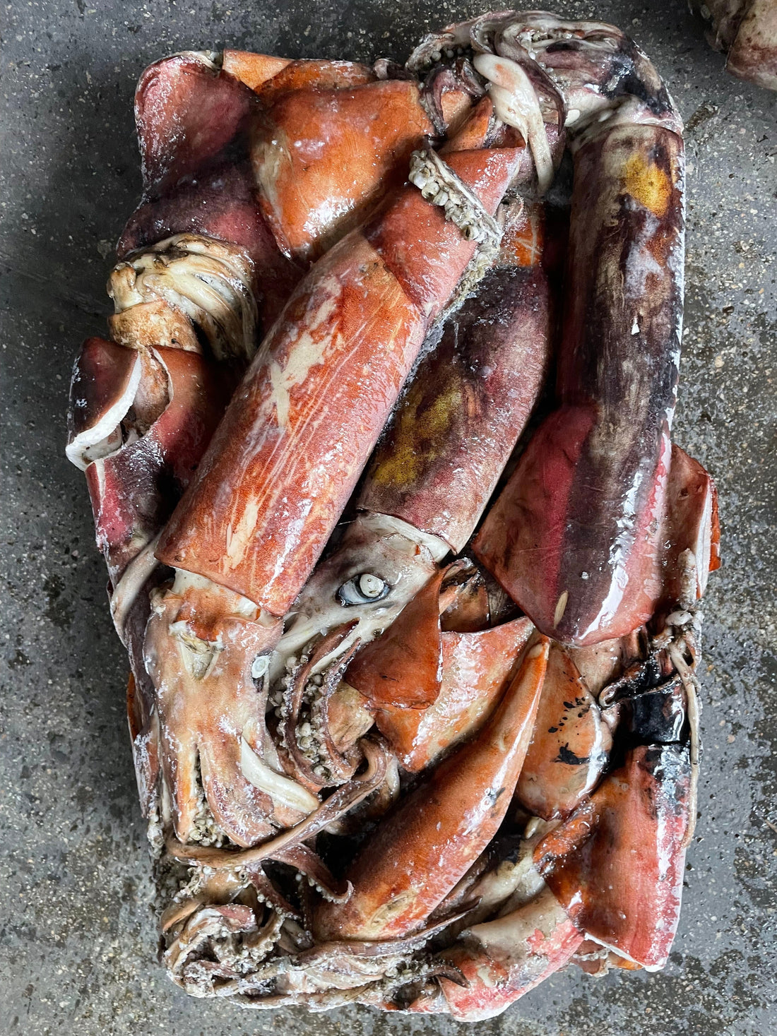 Sea Frozen Black Squid 100/500g