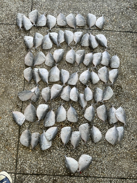 Frozen Moonfish 60/80