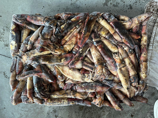 Sea Frozen Black Squid 70/150g