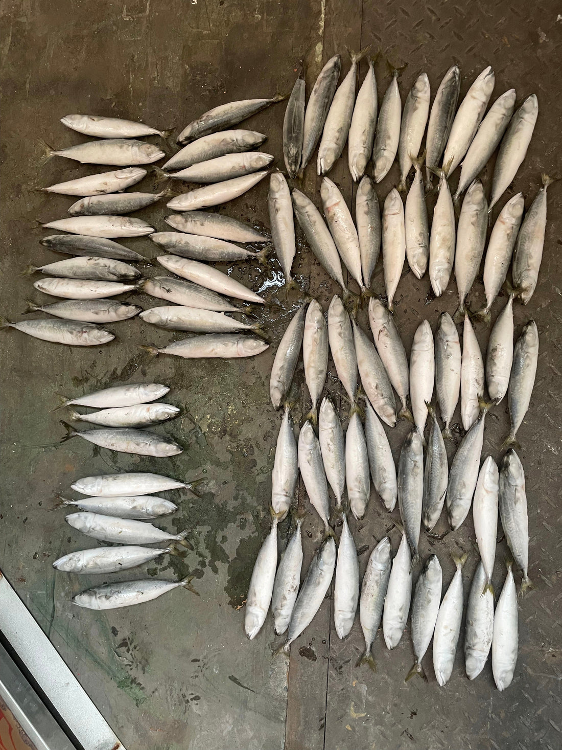 Frozen Pacific Mackerel 70/80