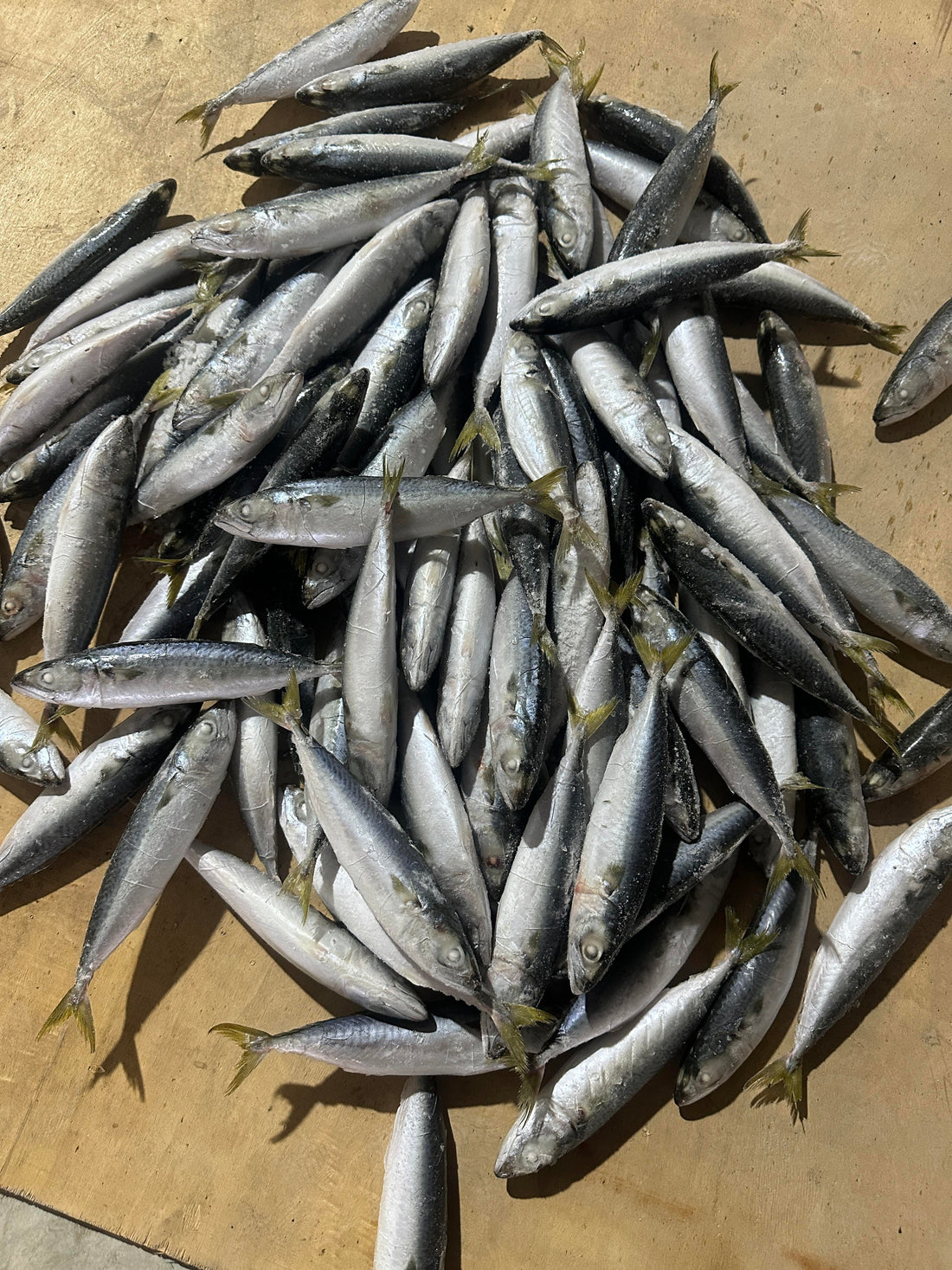 Frozen Pacific Mackerel 80/100AAA