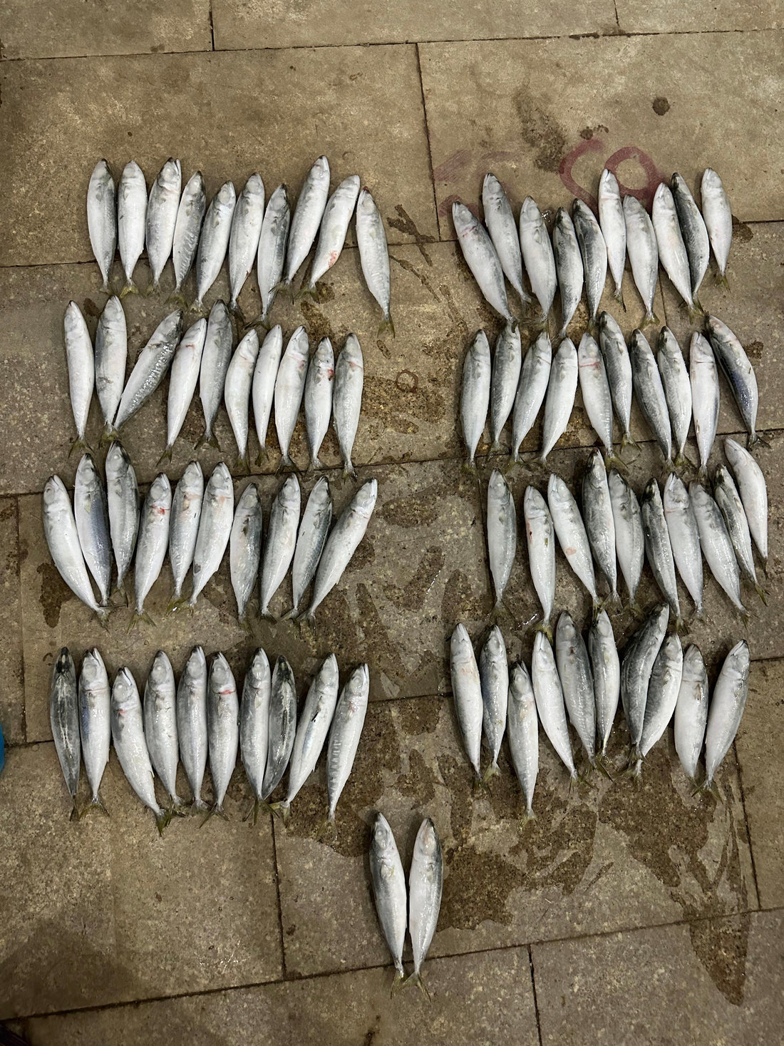 Frozen Pacific Mackerel 80/100 (TOP QUALITY)