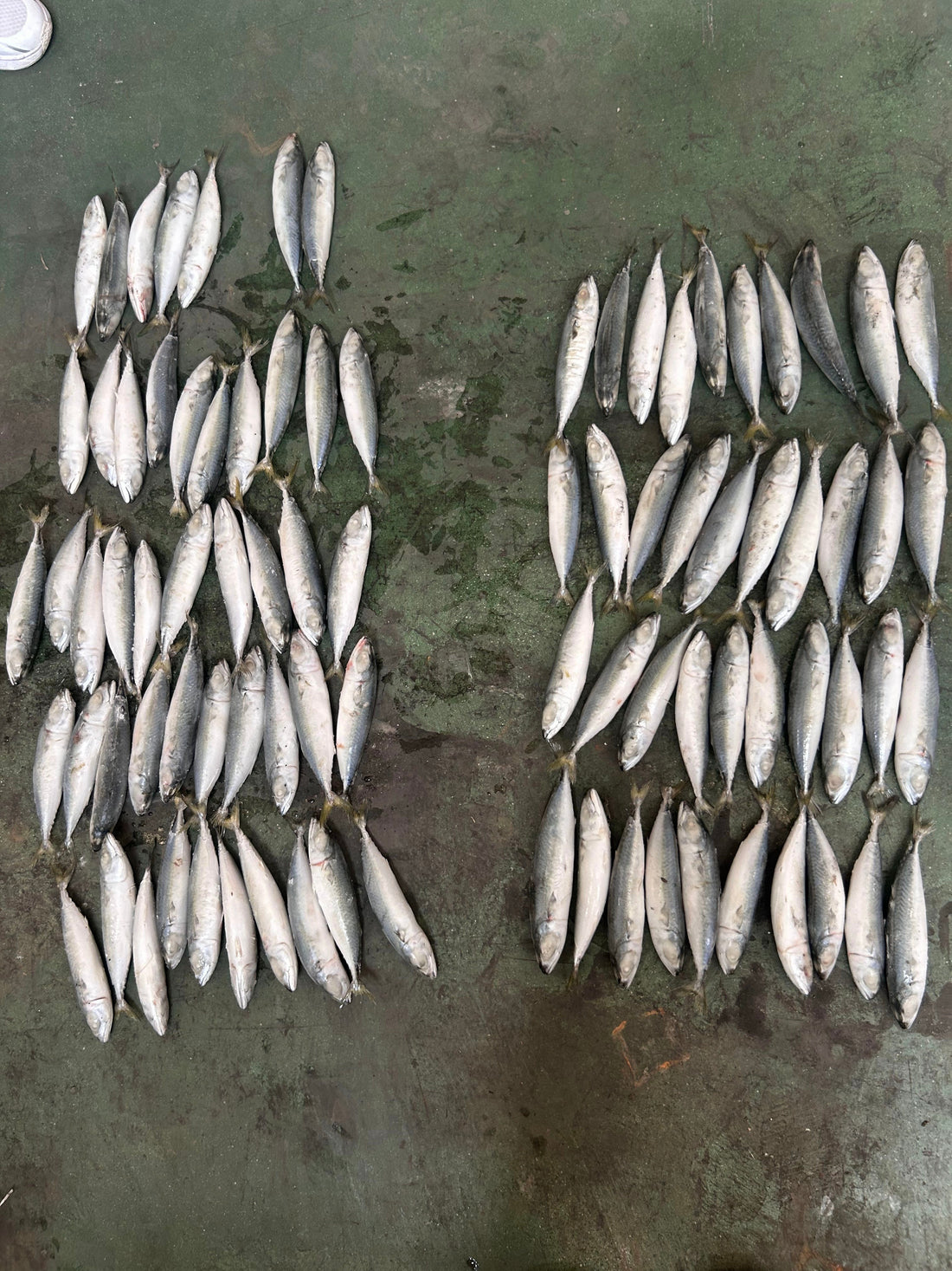 Frozen Pacific Mackerel 80/90