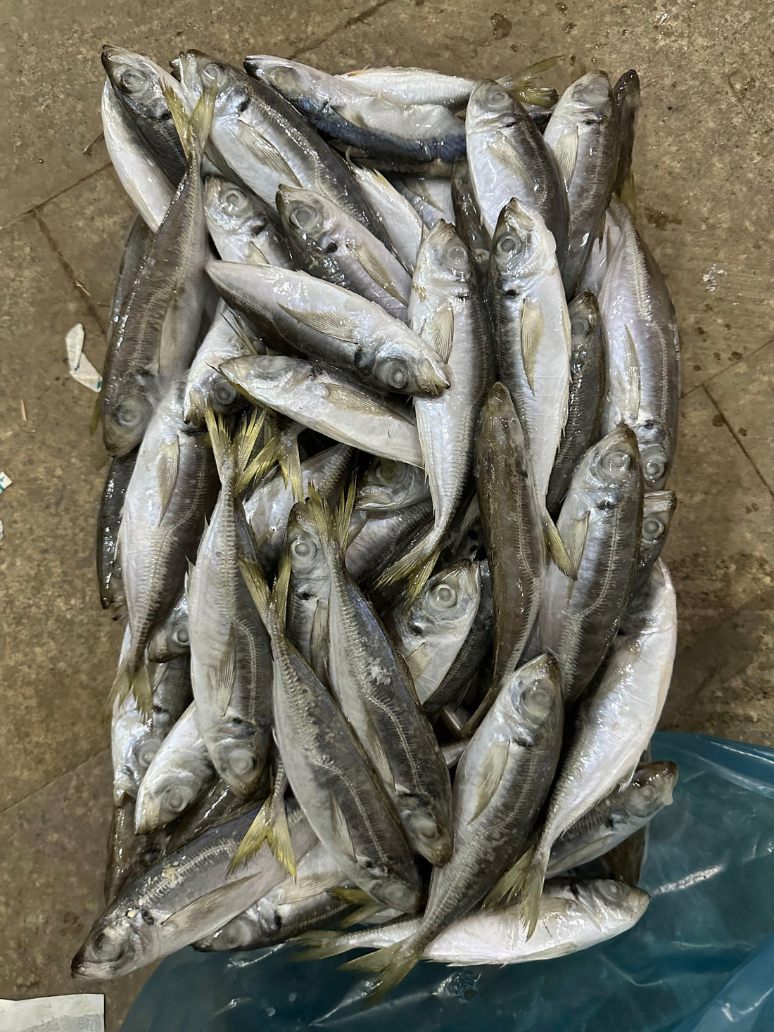 Frozen Horse Mackerel 80/100