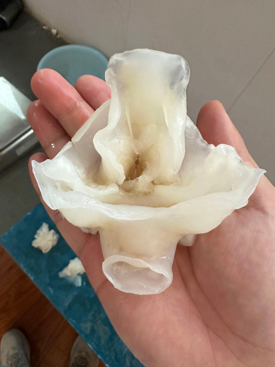 Frozen Squid Neck IQF