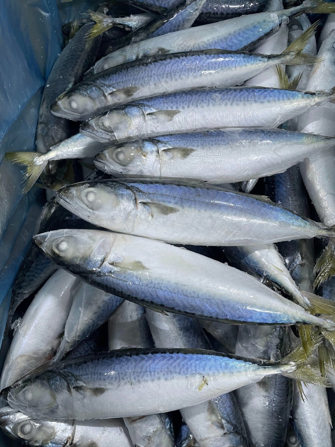 Frozen Pacific Mackerel 60/80
