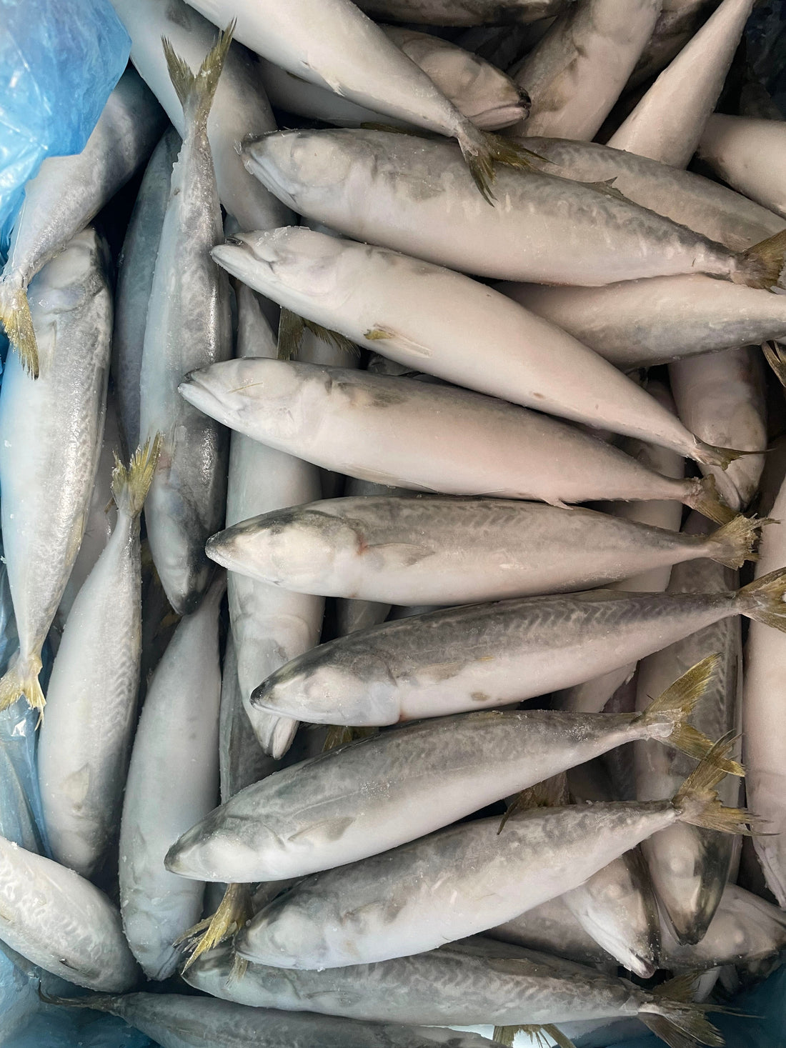 Frozen Pacific Mackerel 80/100