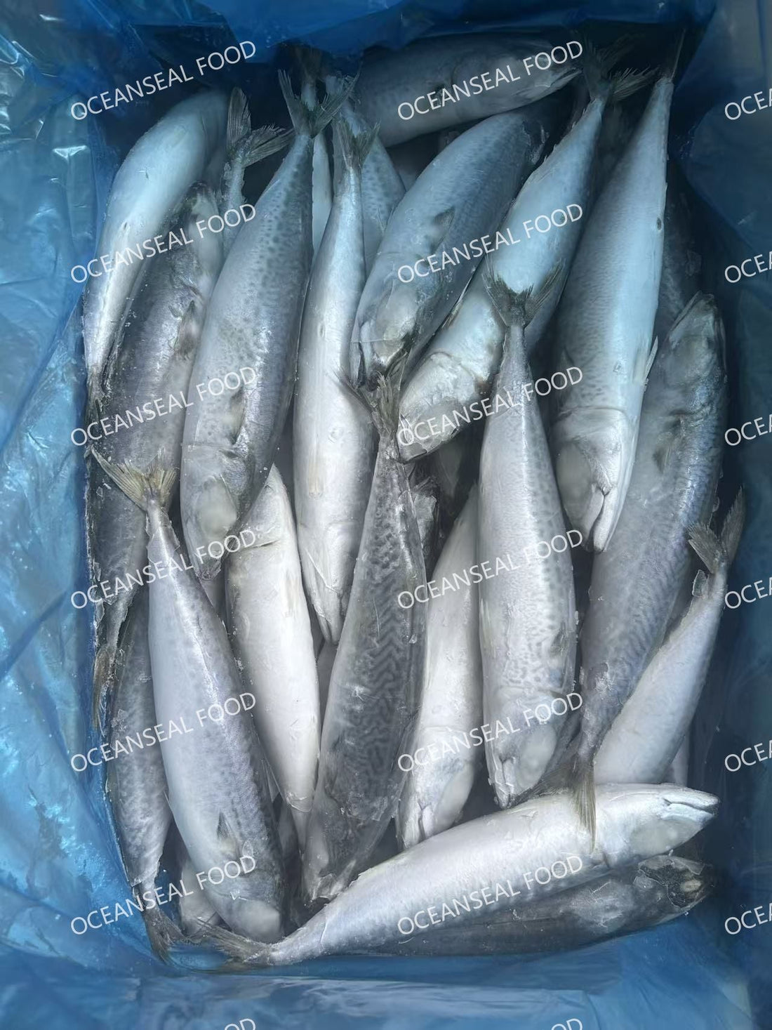 Frozen Pacific Mackerel 40/50