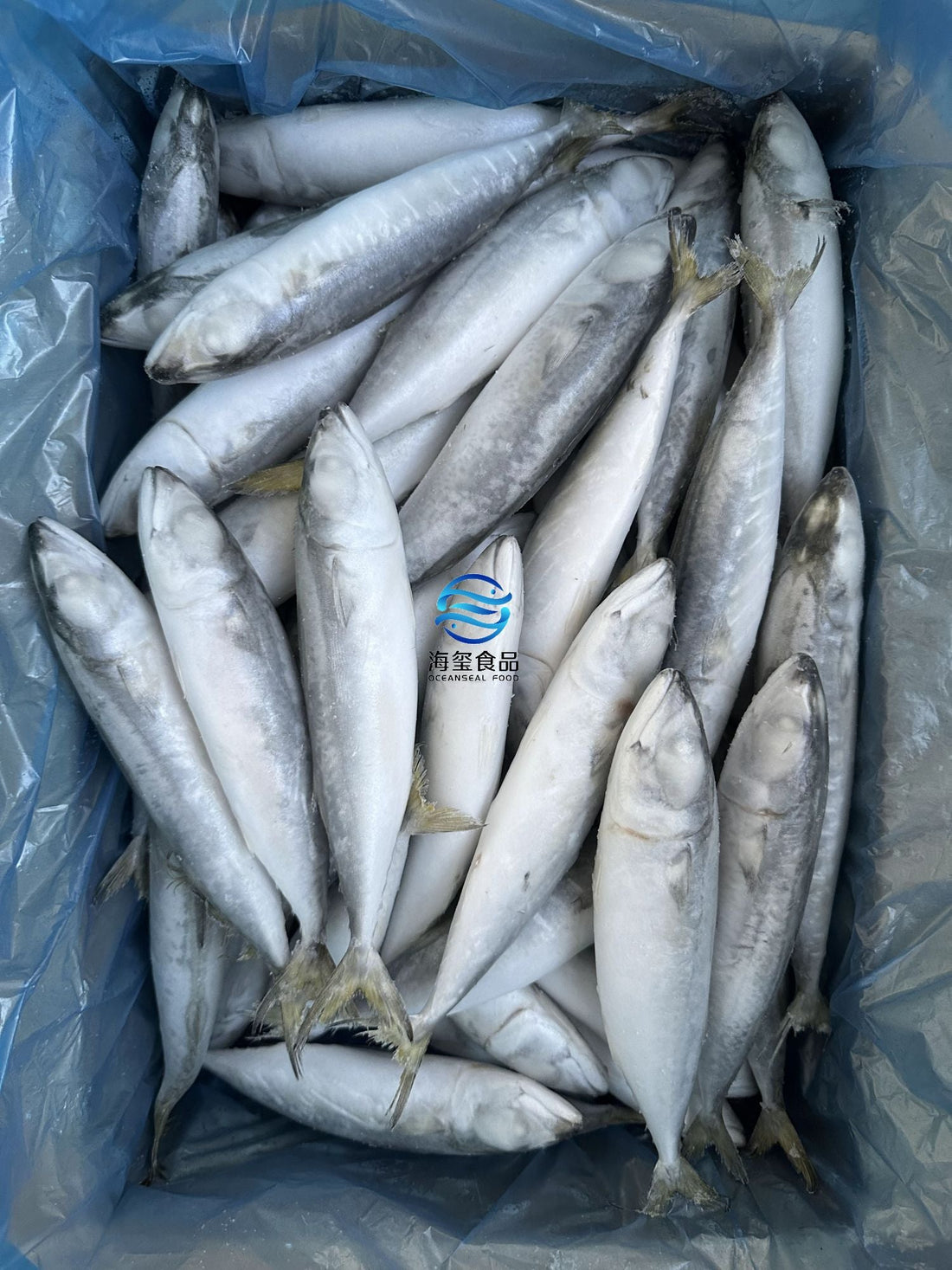 Frozen Pacific Mackerel 60/80