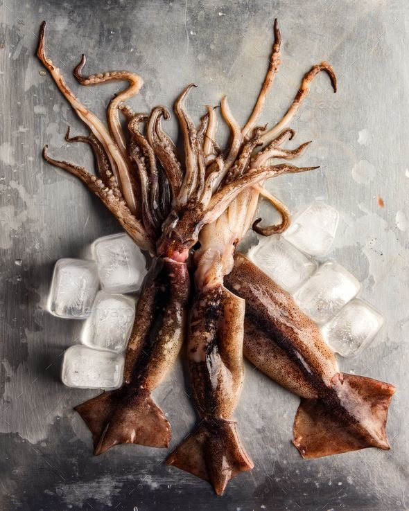 Frozen Squid