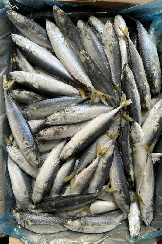 LANDFROZEN PACIFIC MACKEREL BQF - OCEANSEAL FOOD