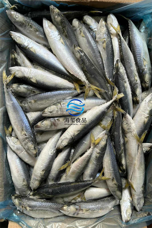 LANDFROZEN PACIFIC MACKEREL BQF