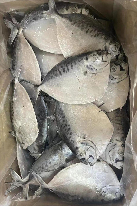 FROZEN MOON FISH - OCEANSEAL FOOD