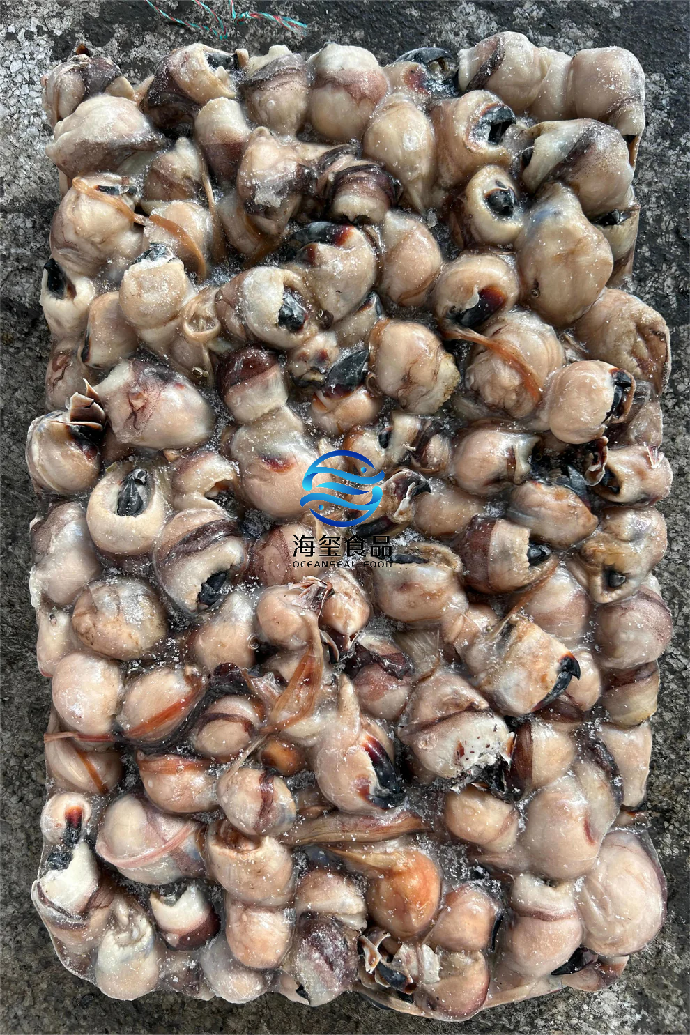 FROZEN SQUID BEAK