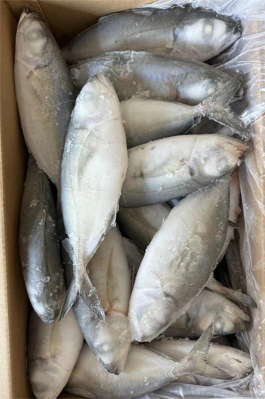 FROZEN BIG EYE SCAD - OCEANSEAL FOOD