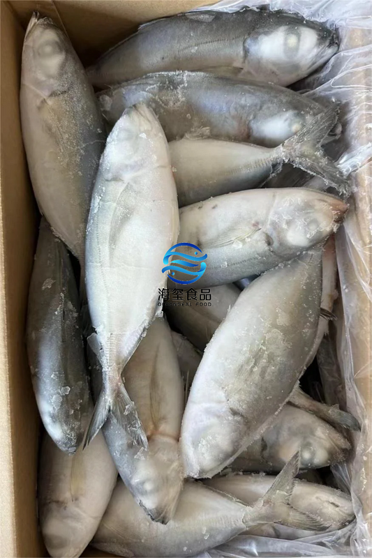 FROZEN BIG EYE SCAD