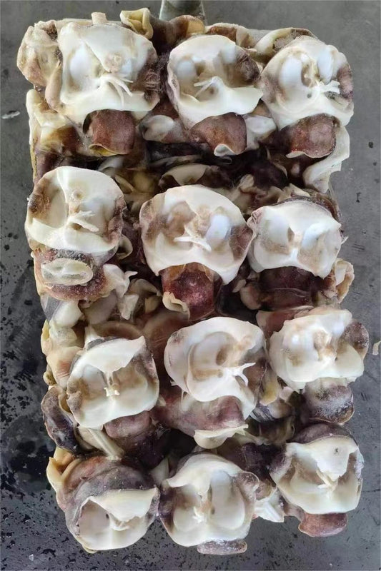 FROZEN INDIAN SQUID NECK - OCEANSEAL FOOD
