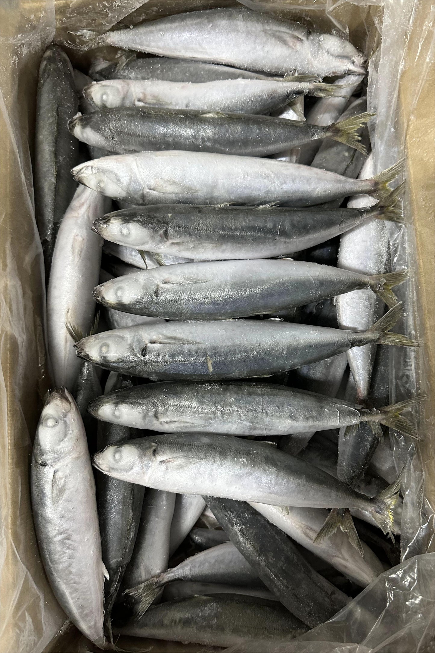 FROZEN LAYANG SCAD - OCEANSEAL FOOD