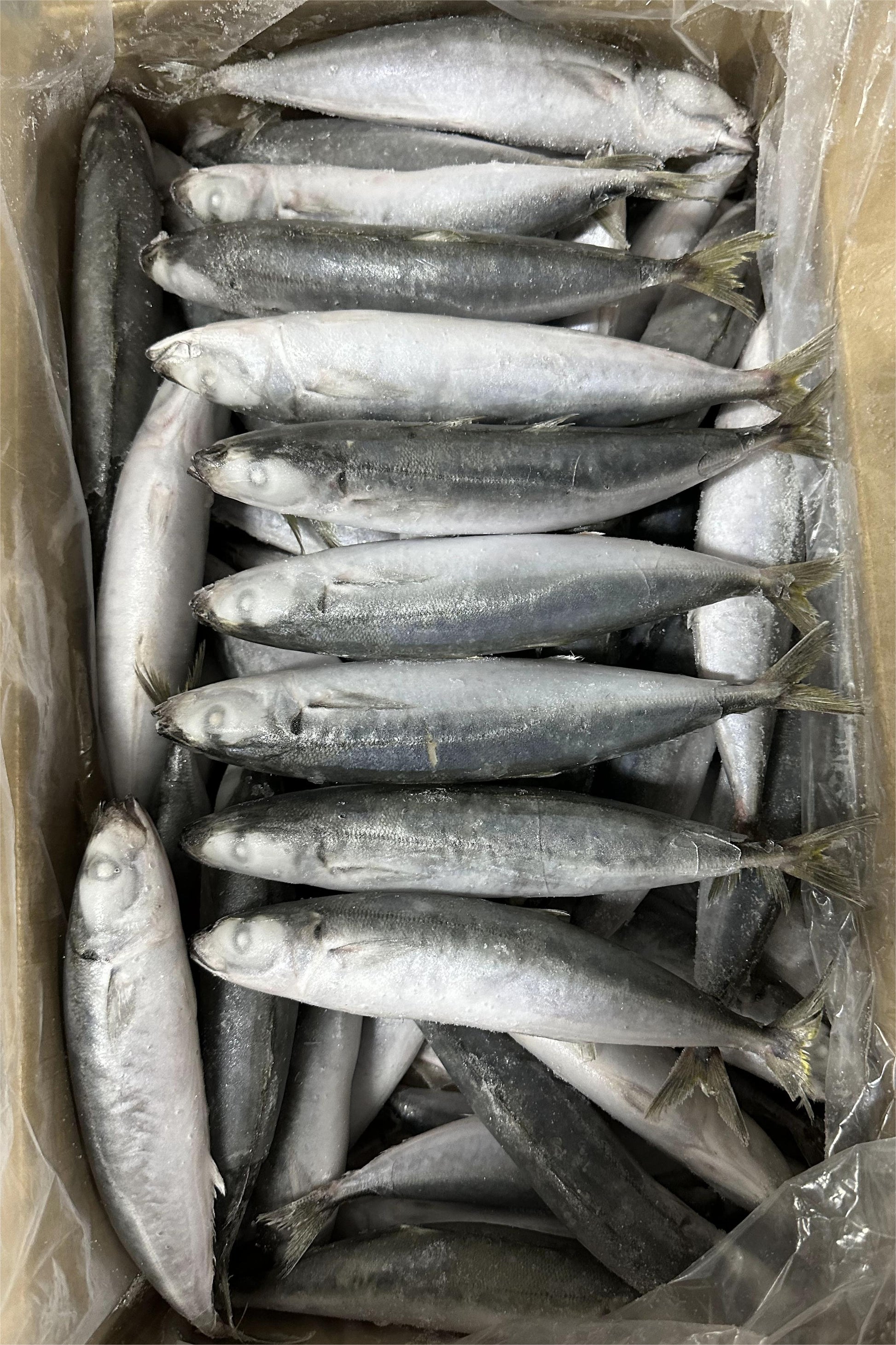 FROZEN LAYANG SCAD - OCEANSEAL FOOD